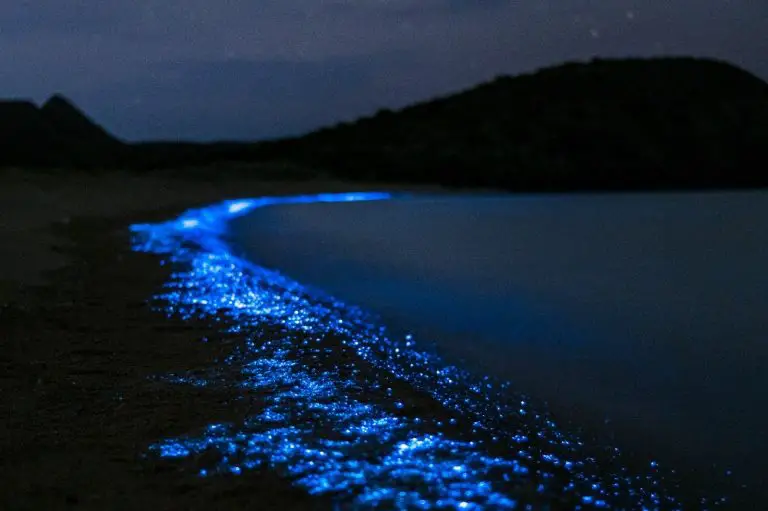 The Beauty of Bioluminescence in Indian River Lagoon Florida - Floridaing