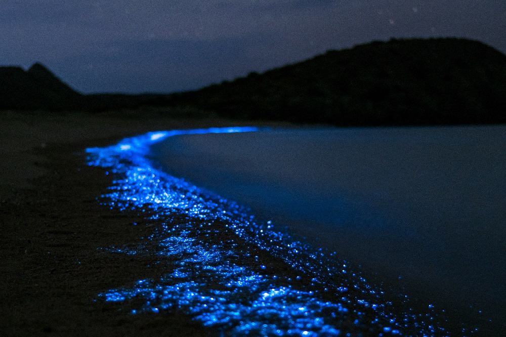 Bioluminescence in Indian River Lagoon Florida