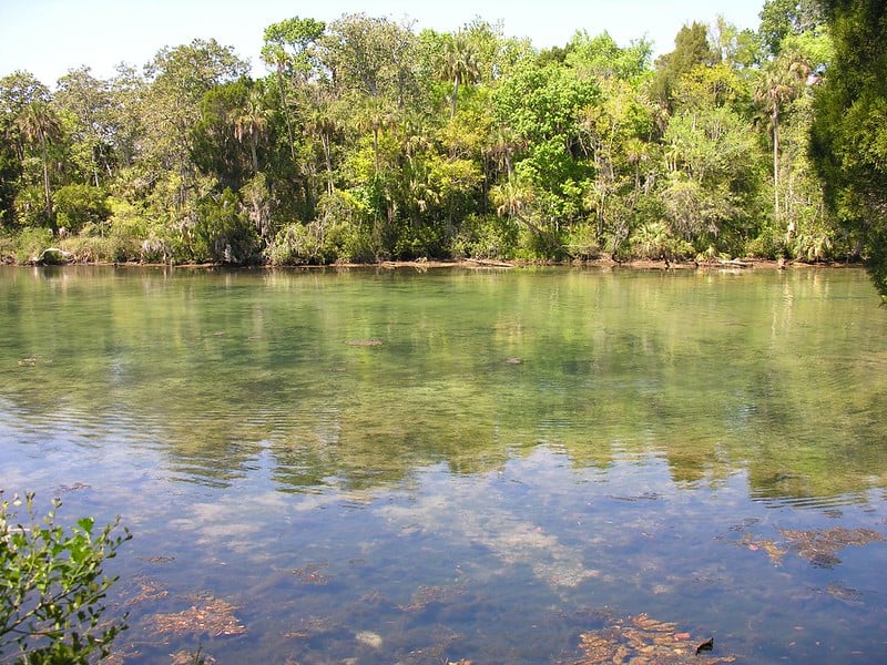 The Homosassa River Ecosystem