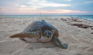 Where Do Turtles Nest in Florida