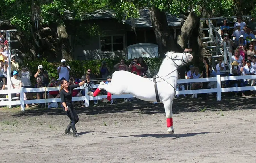 Lipizzaner Stallions Tour Florida Experience Equestrian Craftsmanship