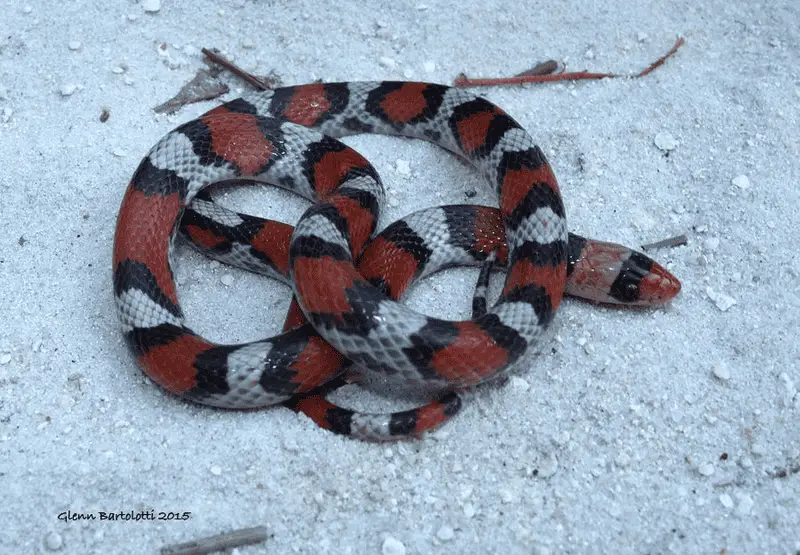 North Florida Snakes