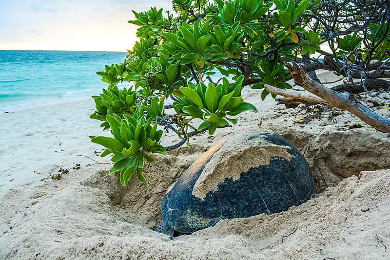 What is the most common nesting turtle in Florida