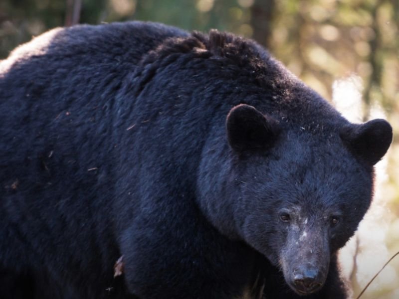 Banff National Park Closes Lake Minnewanka Campgrounds After Black Bears Repeatedly Rip Through Tents