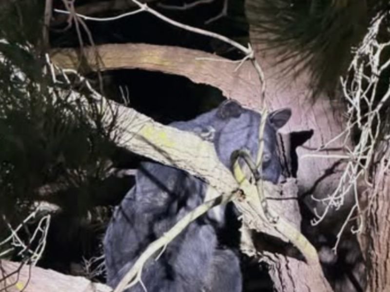 Black Bear Spotted Climbing Tree in Greenfield Leaves the Area on Its Own