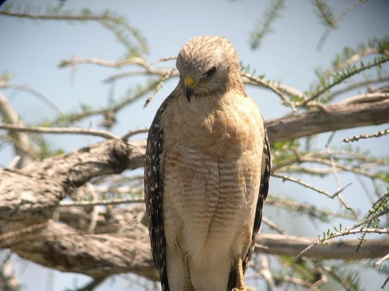 Maine Resident Captures Stunning Backyard Wildlife Drama as Hawk Snatches Fledgling Robin From Yard